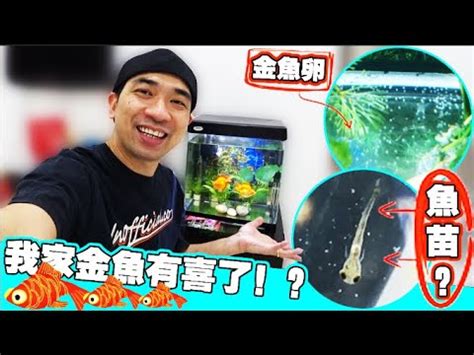 金魚懷孕怎麼看